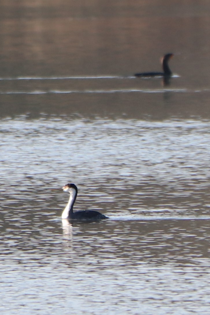 Western/Clark's Grebe - ML134214041