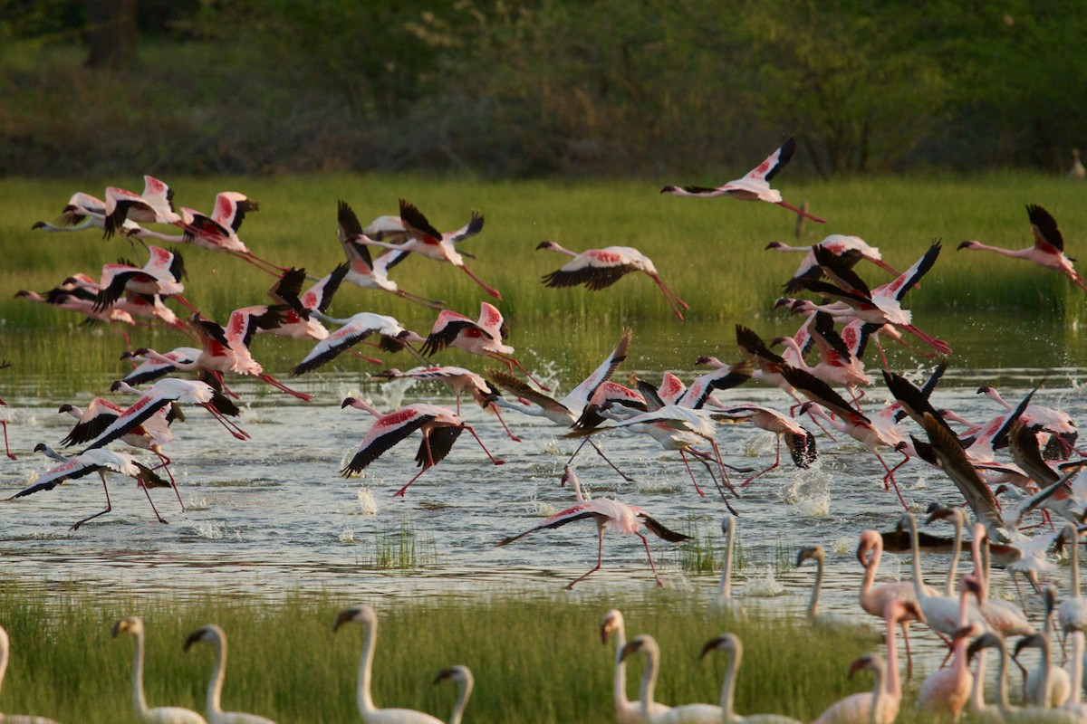 Lesser Flamingo - Qin Huang