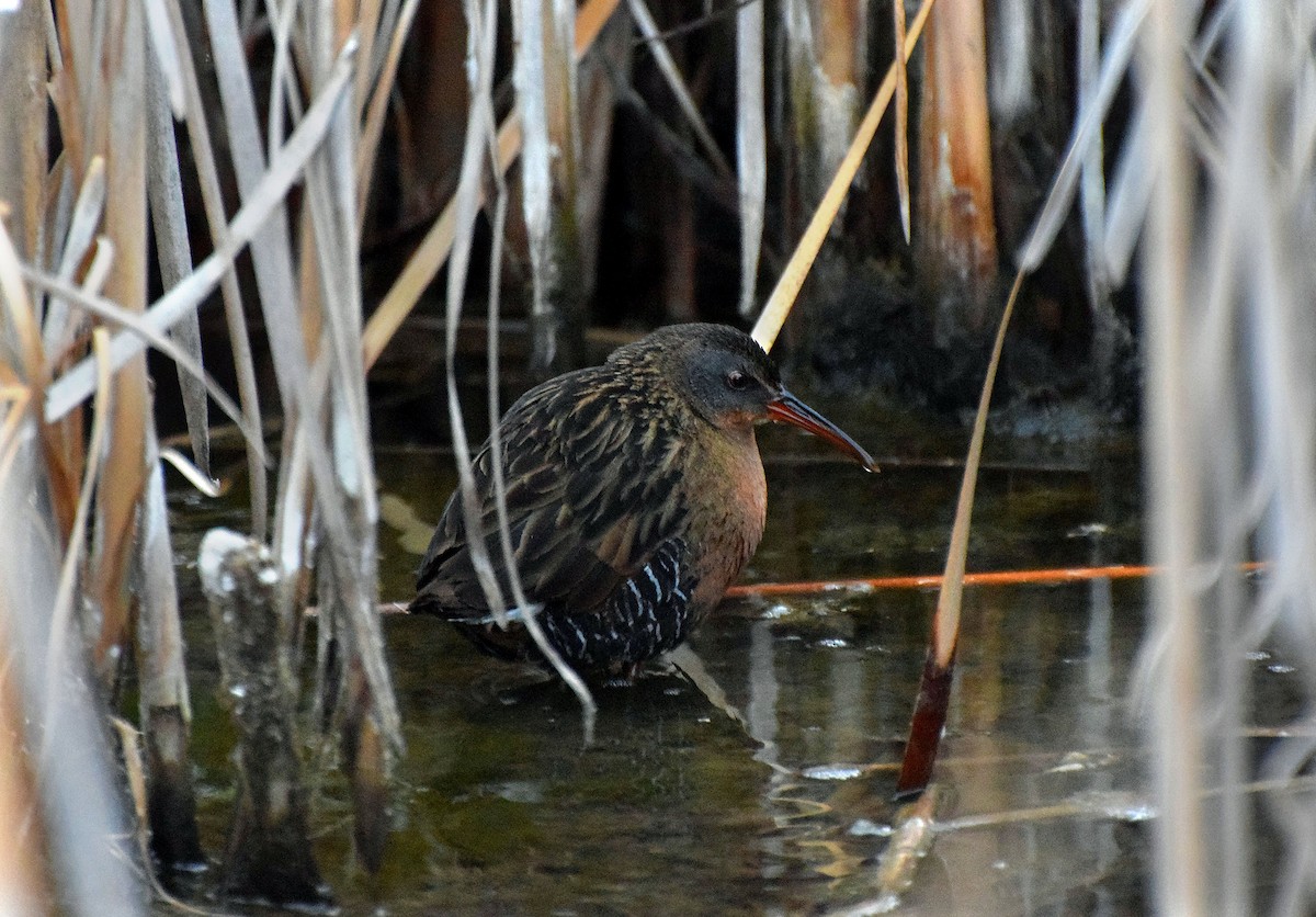 Virginia Rail - Santi Tabares