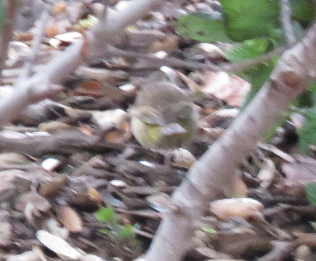 Palm Warbler - ML134215511