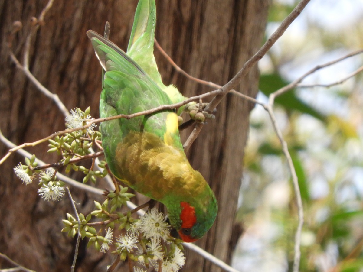 Musk Lorikeet - ML134217451