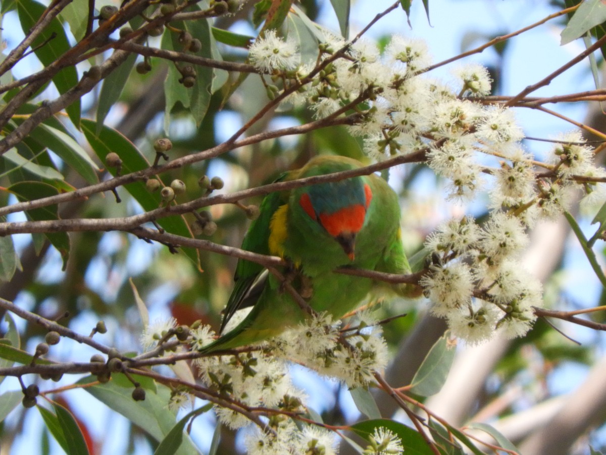 Musk Lorikeet - ML134217501