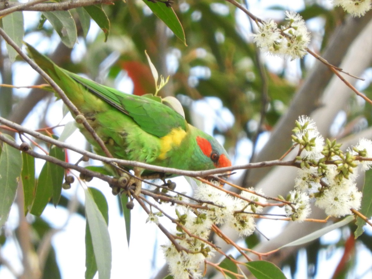 Musk Lorikeet - ML134217571