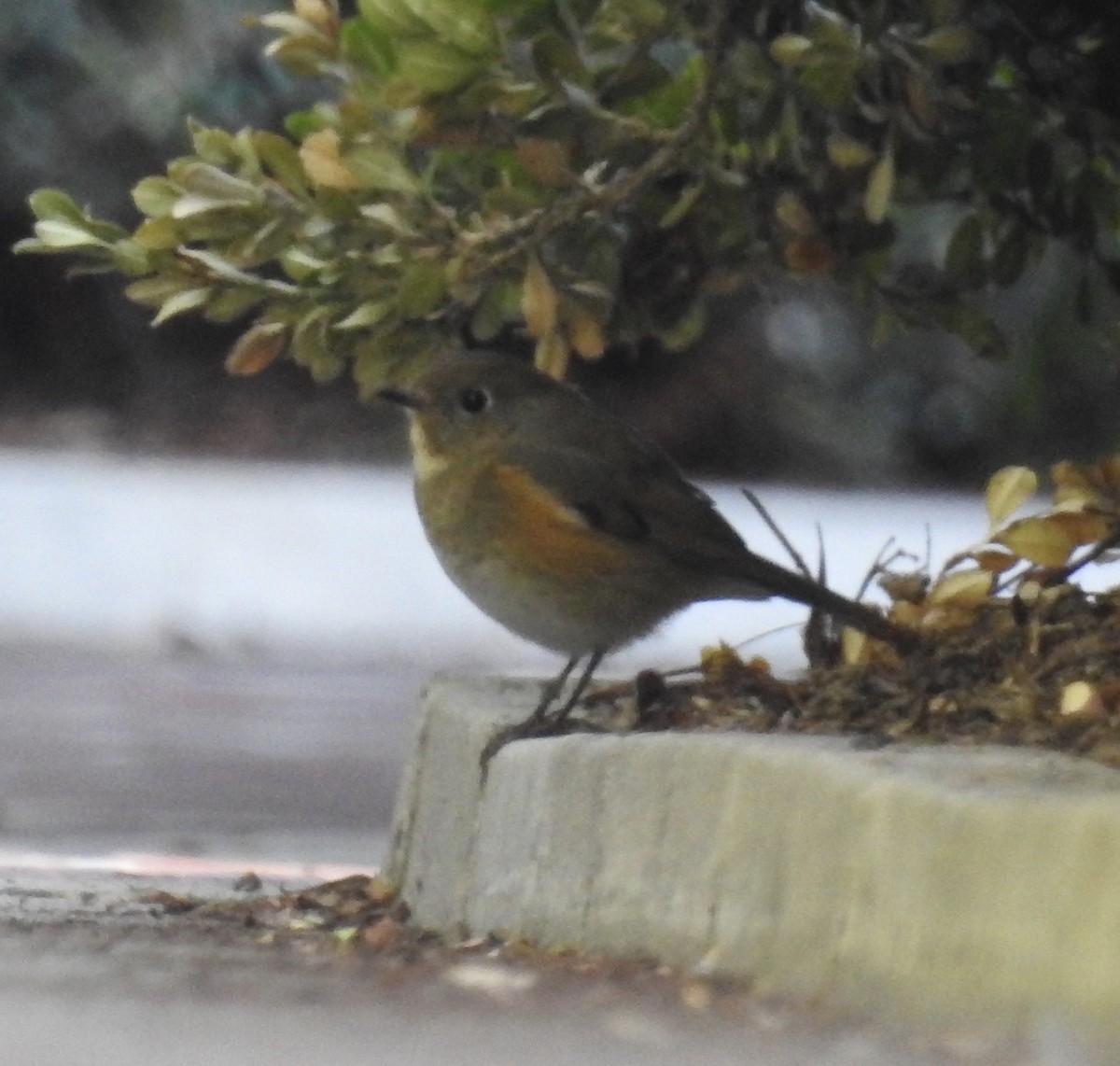 Robin à flancs roux - ML134218001