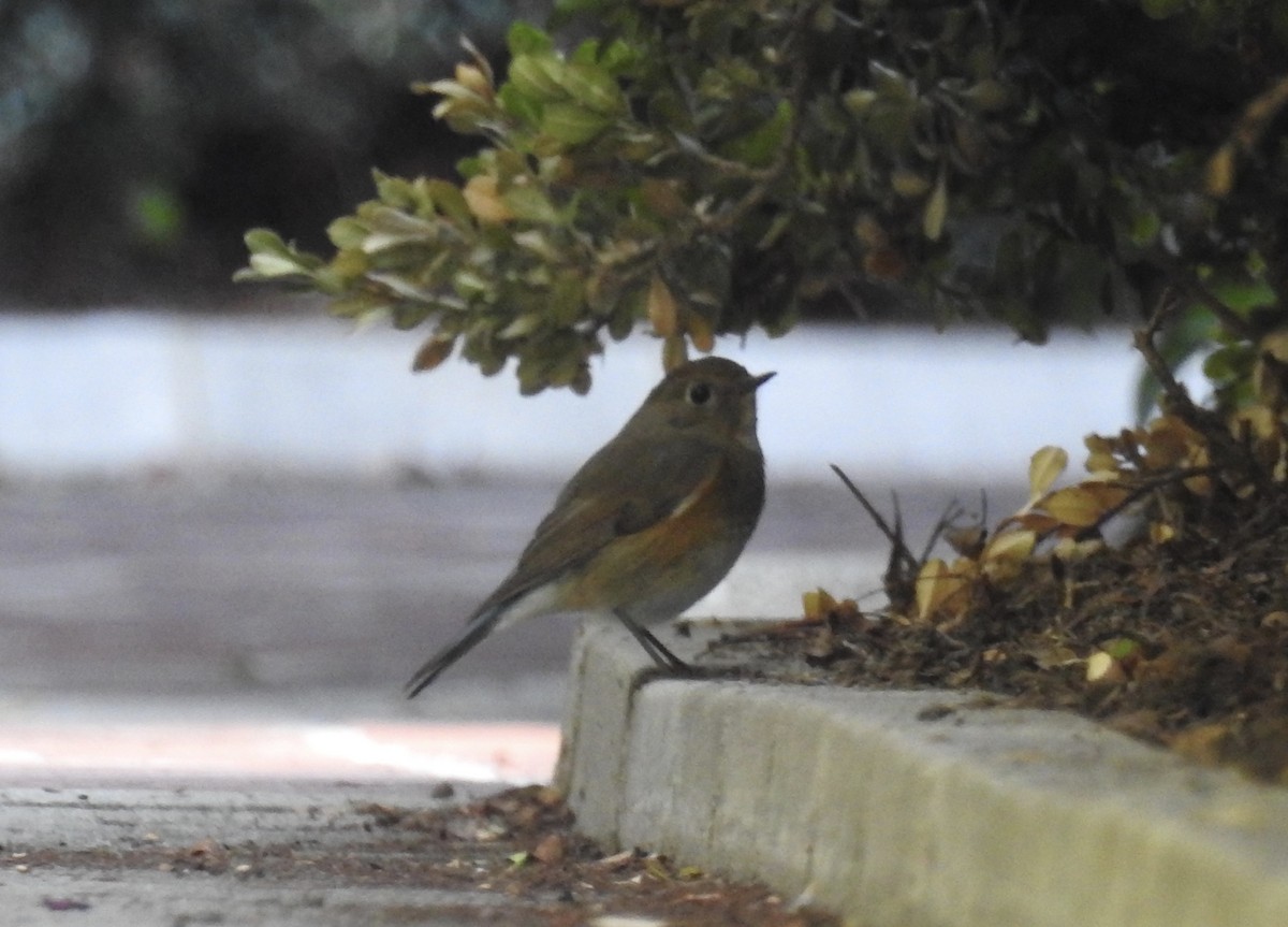 Red-flanked Bluetail - ML134218051