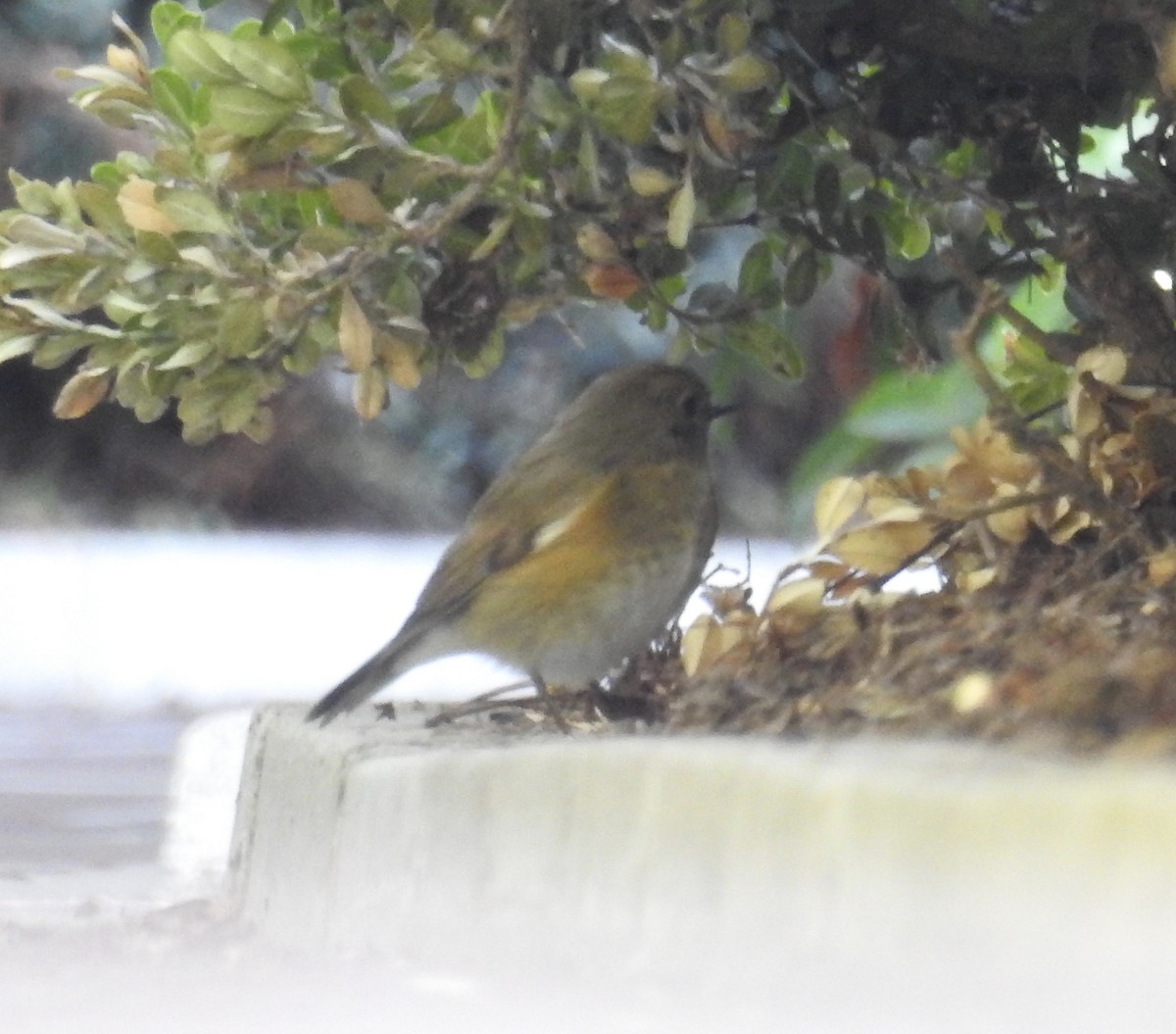 Red-flanked Bluetail - ML134218081