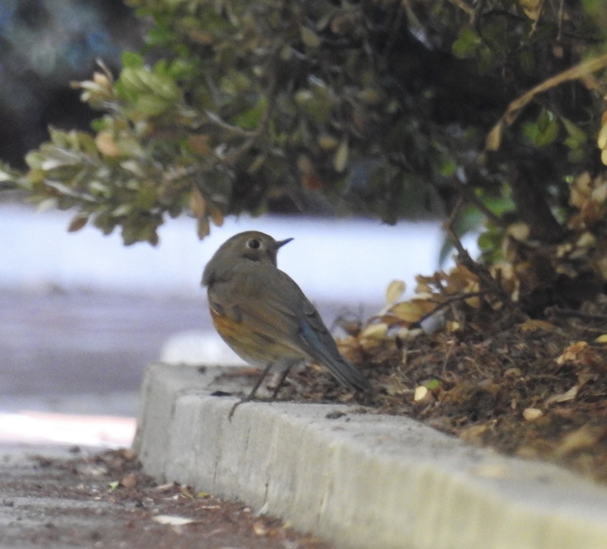 Red-flanked Bluetail - ML134218111