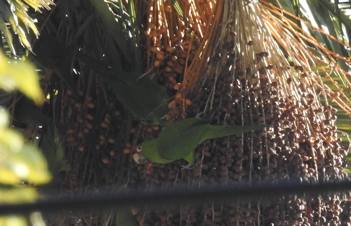 Mitred Parakeet - ML134218121