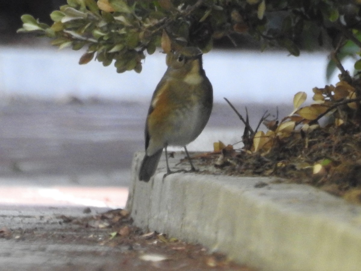 Red-flanked Bluetail - ML134218131