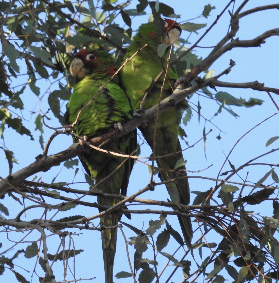 Aratinga Mitrada - ML134218151