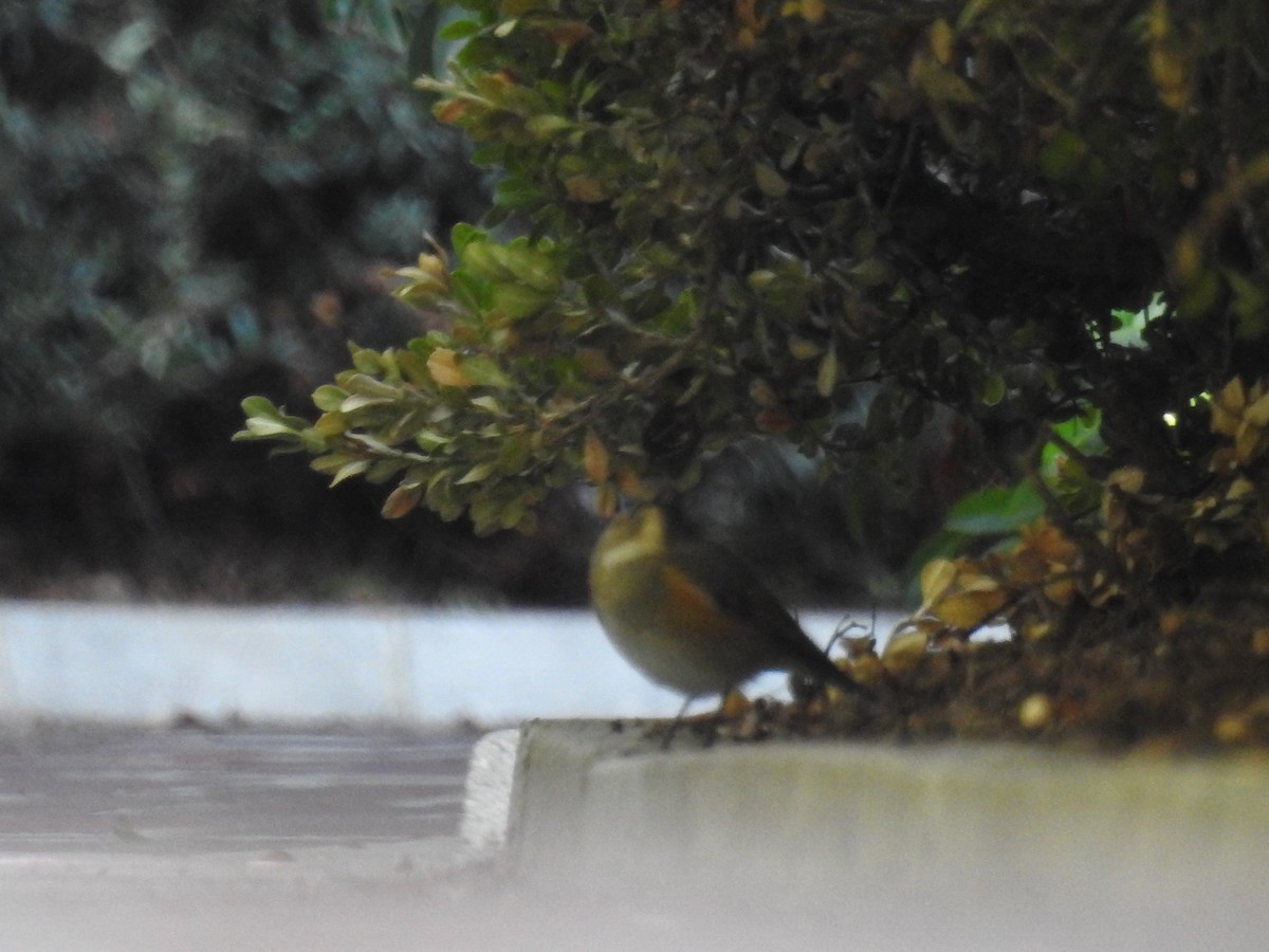 Robin à flancs roux - ML134218161