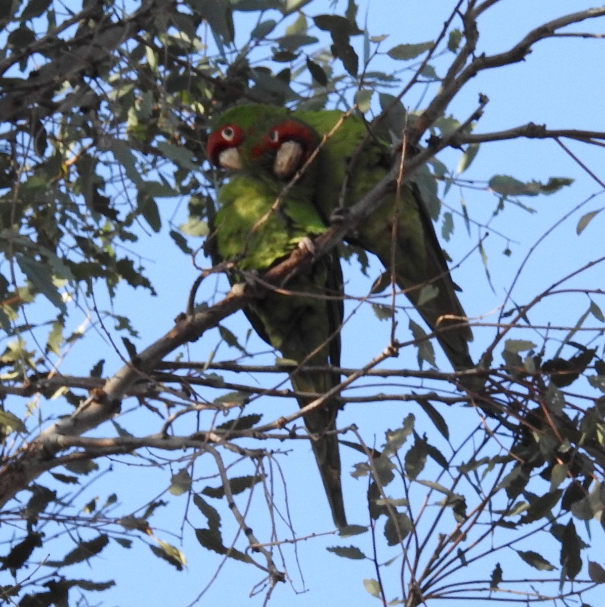 Aratinga Mitrada - ML134218181