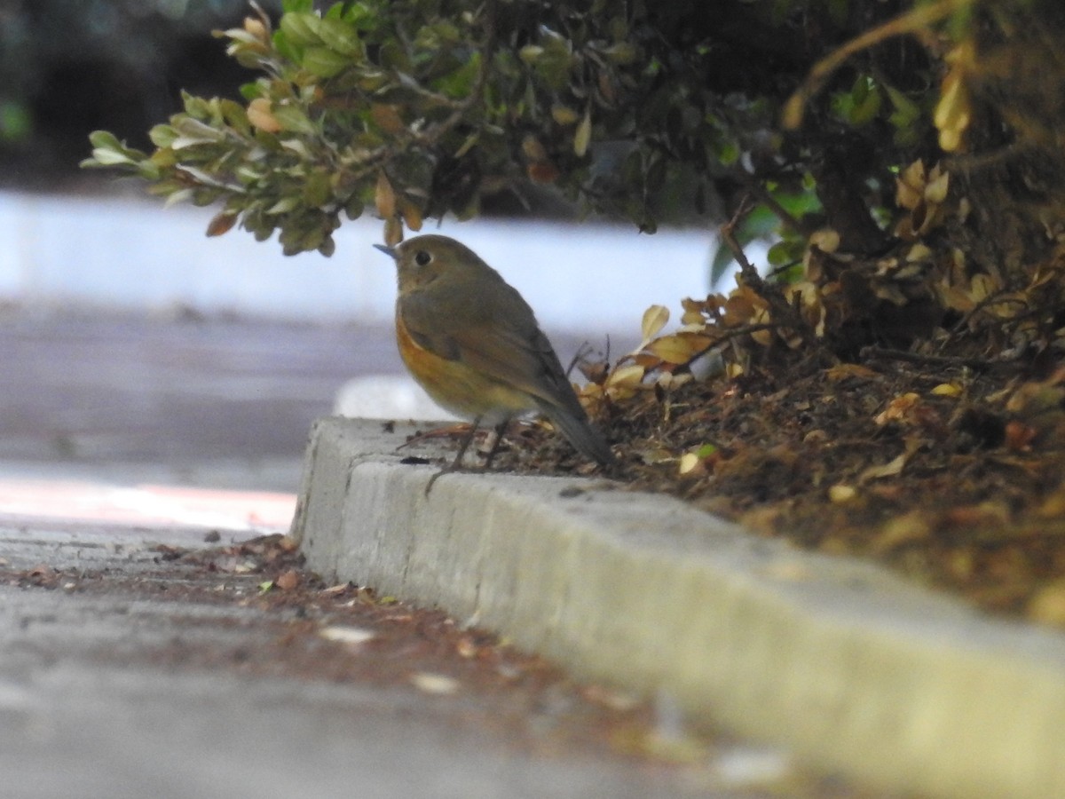 Robin à flancs roux - ML134218221