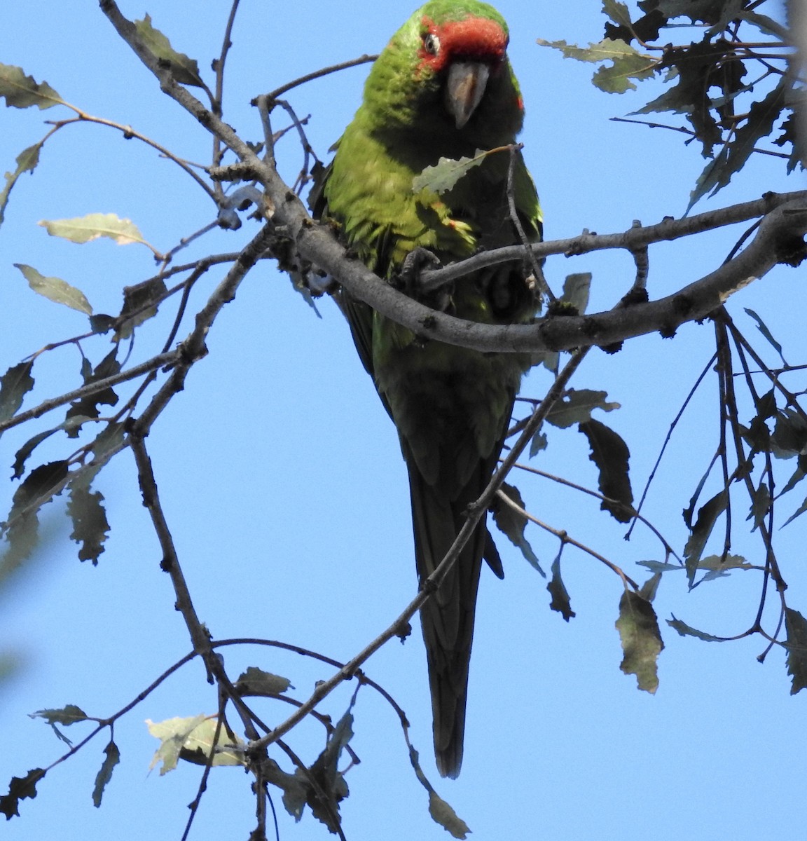 Mitred Parakeet - ML134218261