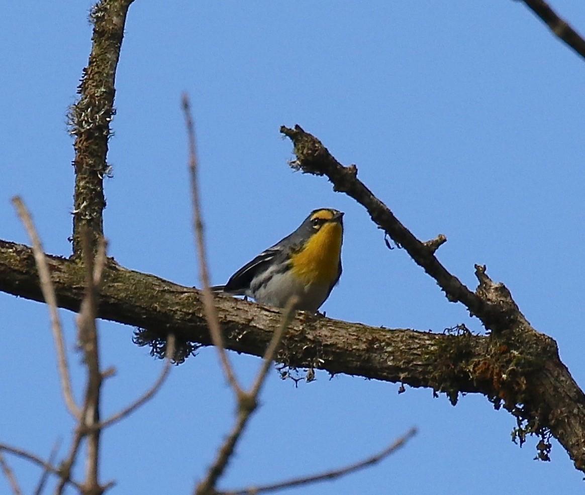 Grace's Warbler - ML134220931