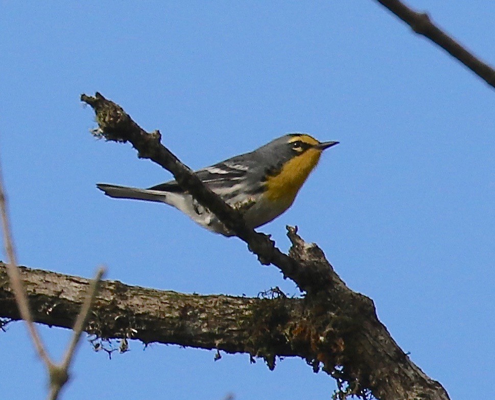 Grace's Warbler - ML134220941