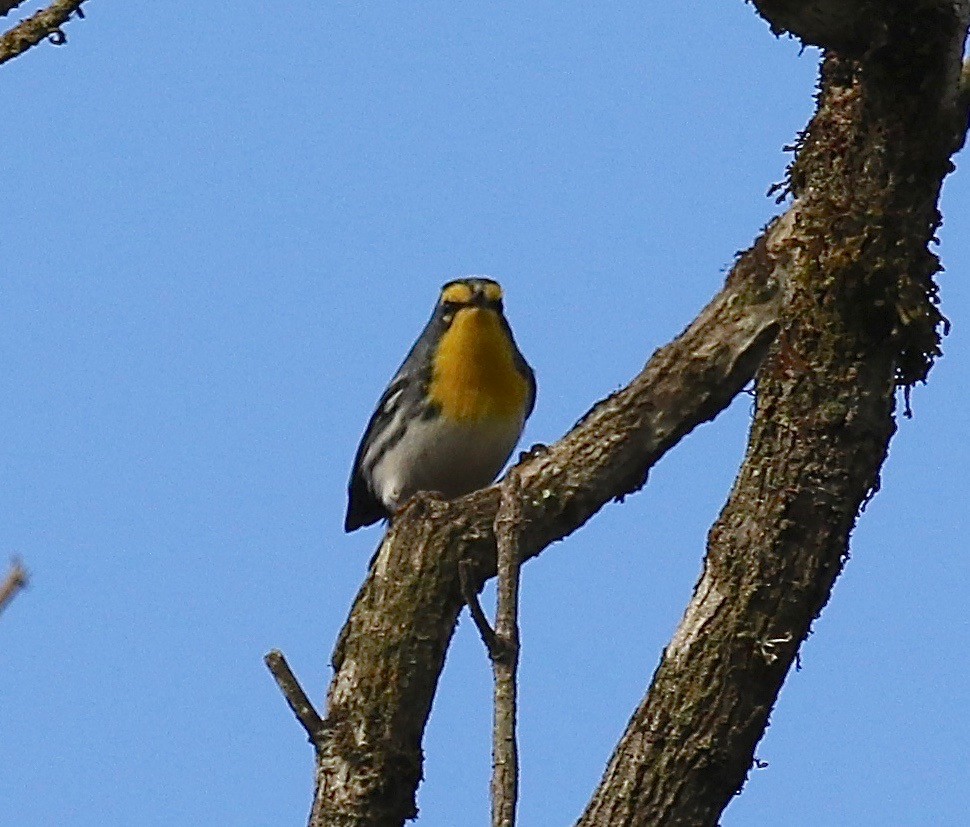 Grace's Warbler - ML134220991