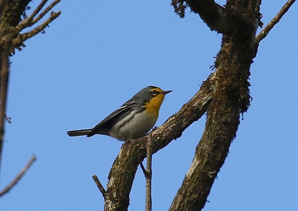 Grace's Warbler - ML134221011