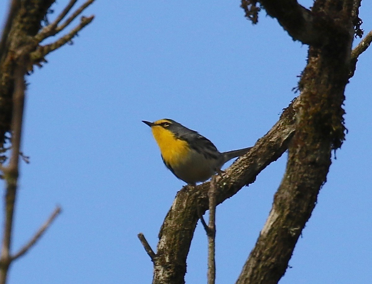 Grace's Warbler - ML134221021