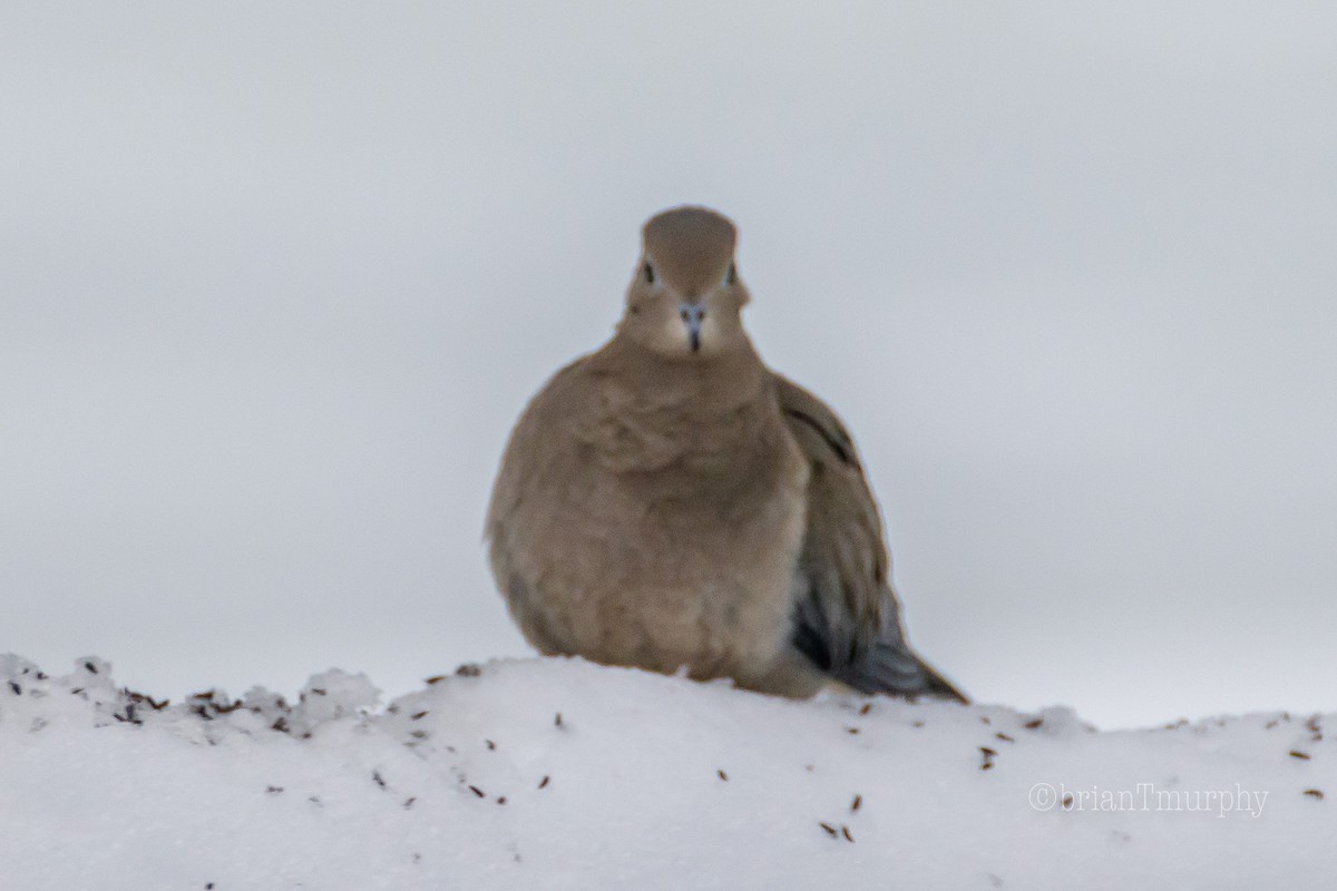 Mourning Dove - ML134222341