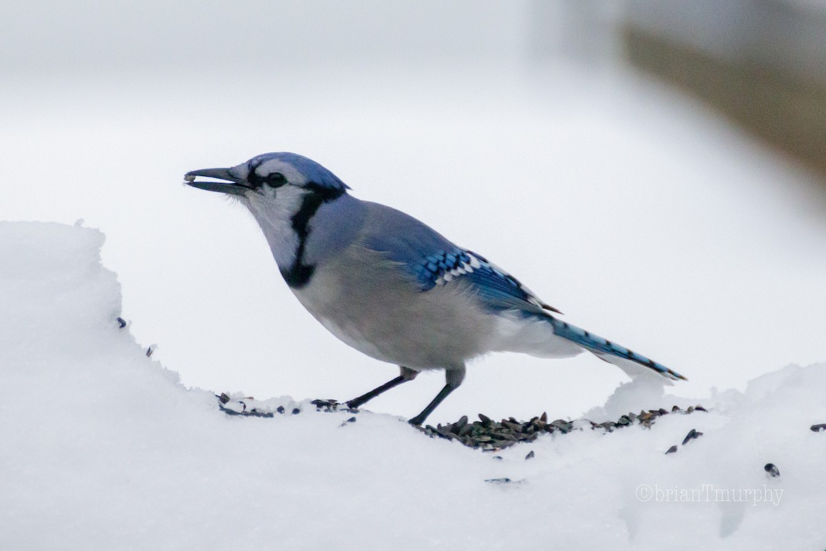 Blue Jay - Brian Murphy