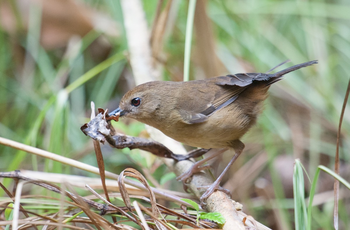 Atherton Scrubwren - John Daniels