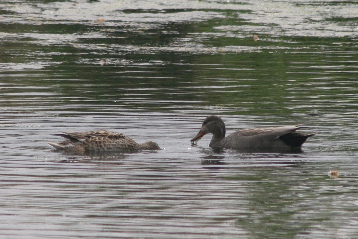 Gadwall - Robert Gowan