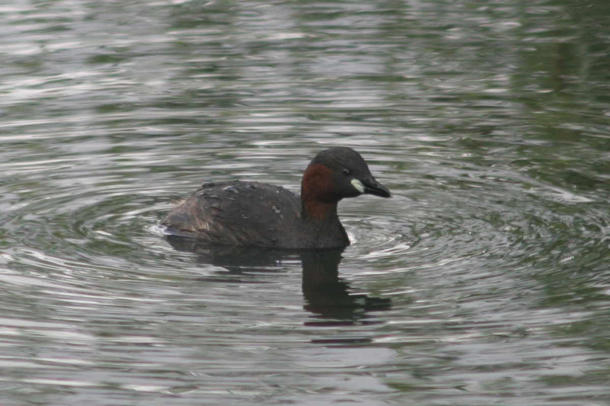 Little Grebe - ML134224921