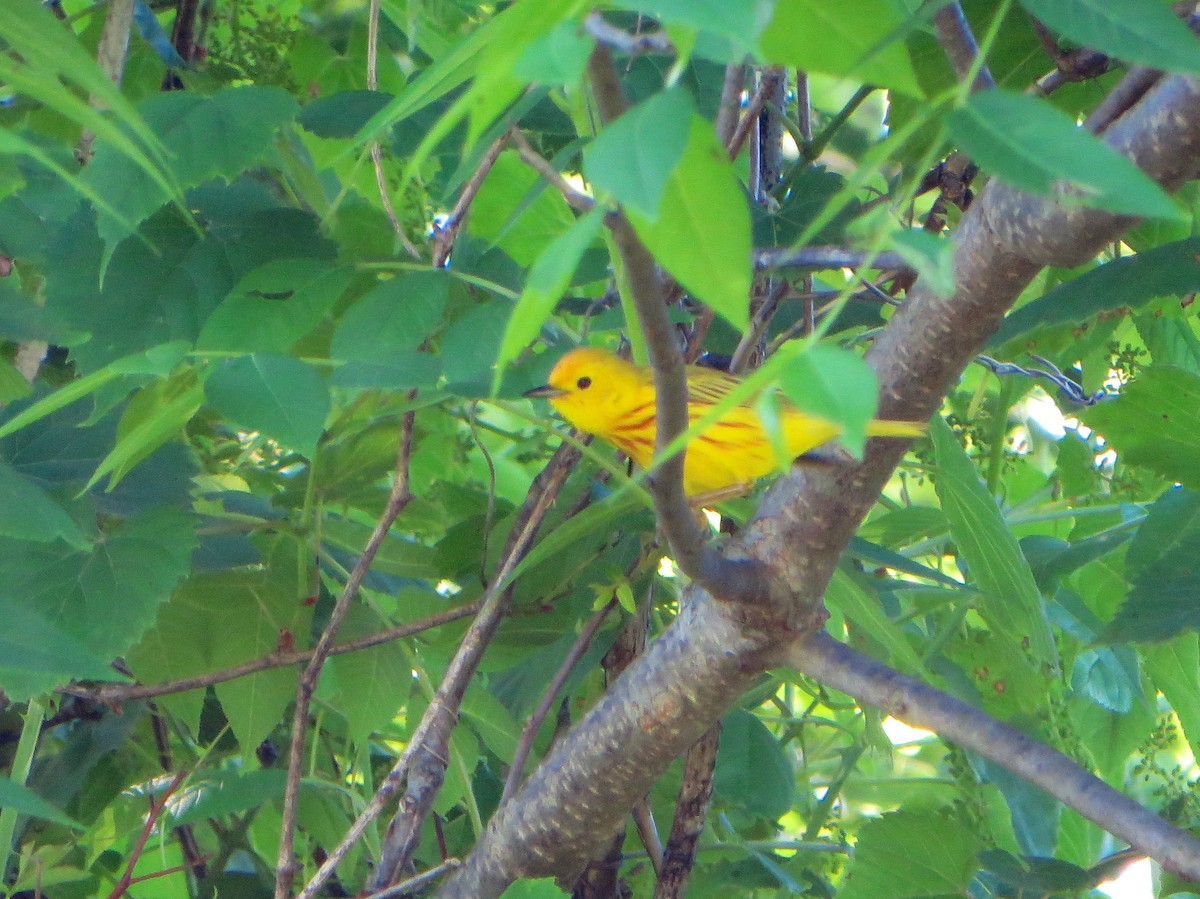 Yellow Warbler - ML134227411