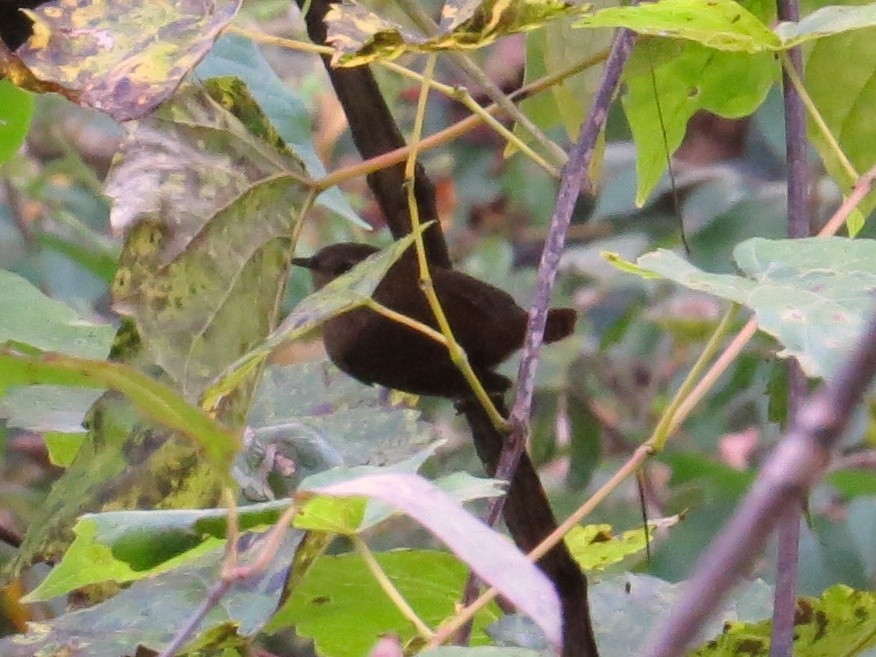 Troglodyte des forêts - ML134228621