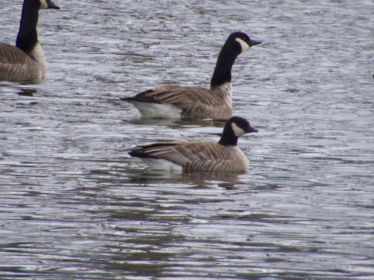 Cackling Goose - ML134229581