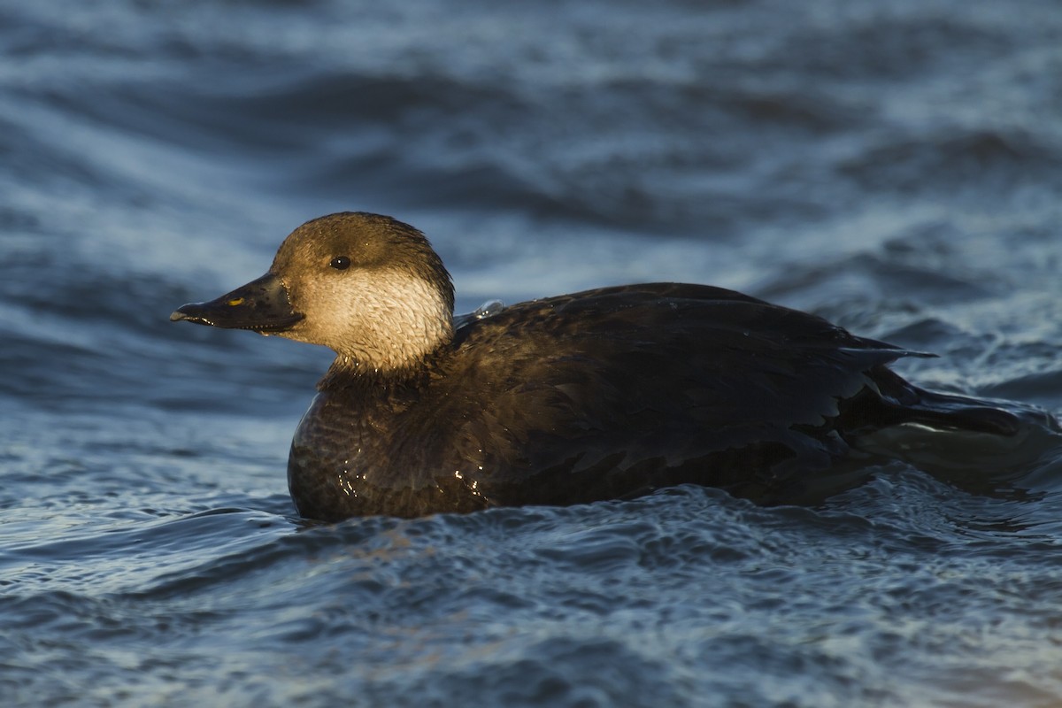 Black Scoter - ML134231271