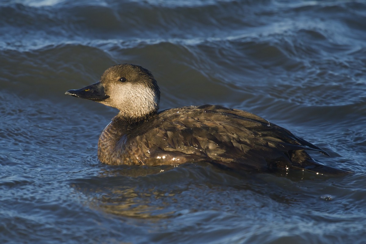 Black Scoter - ML134231541