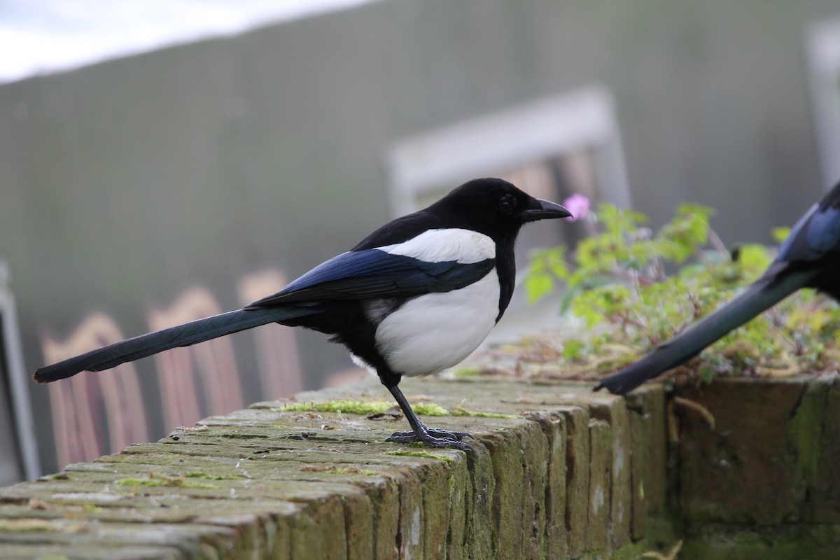 Eurasian Magpie (Eurasian) - ML134231601