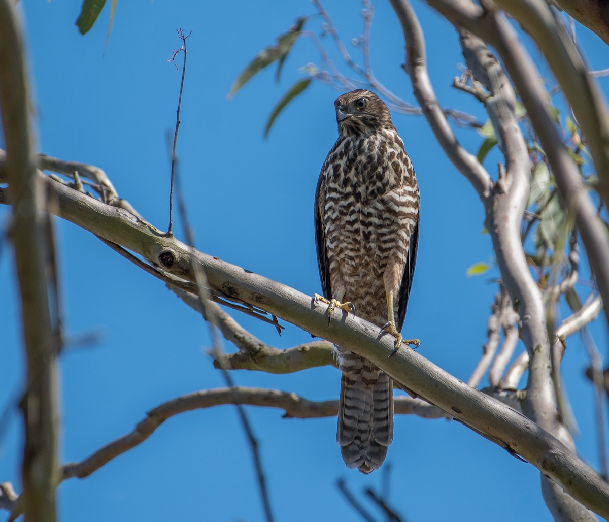 Brown Goshawk - ML134231671