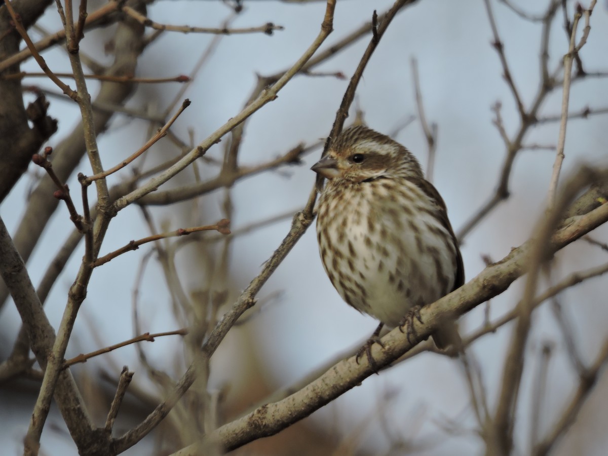 Purple Finch - ML134232281