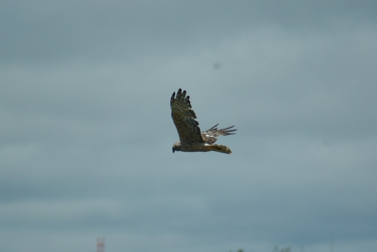 Papuan Harrier - ML134232491