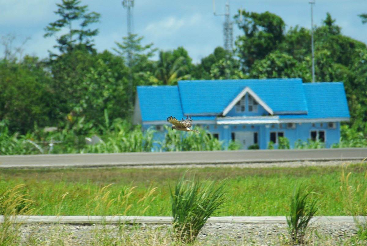 Papuan Harrier - ML134232531