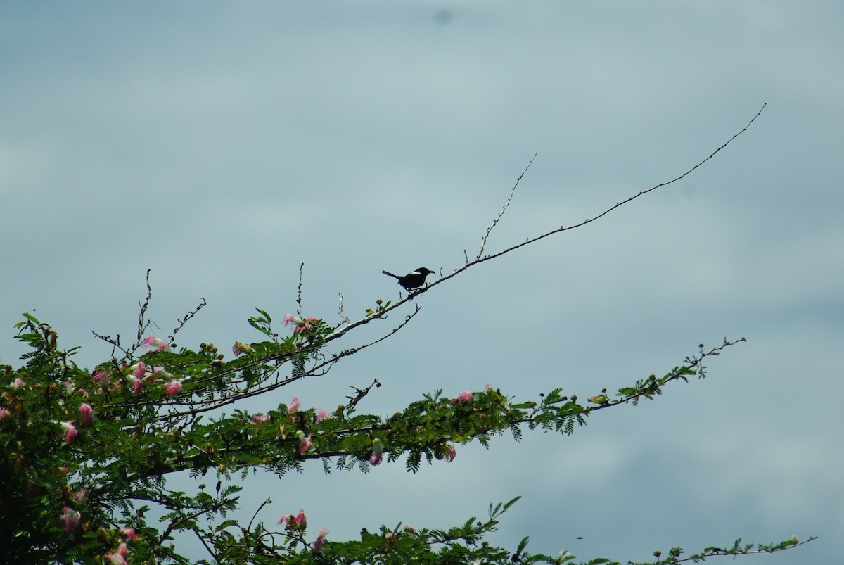 White-shouldered Fairywren - ML134232571