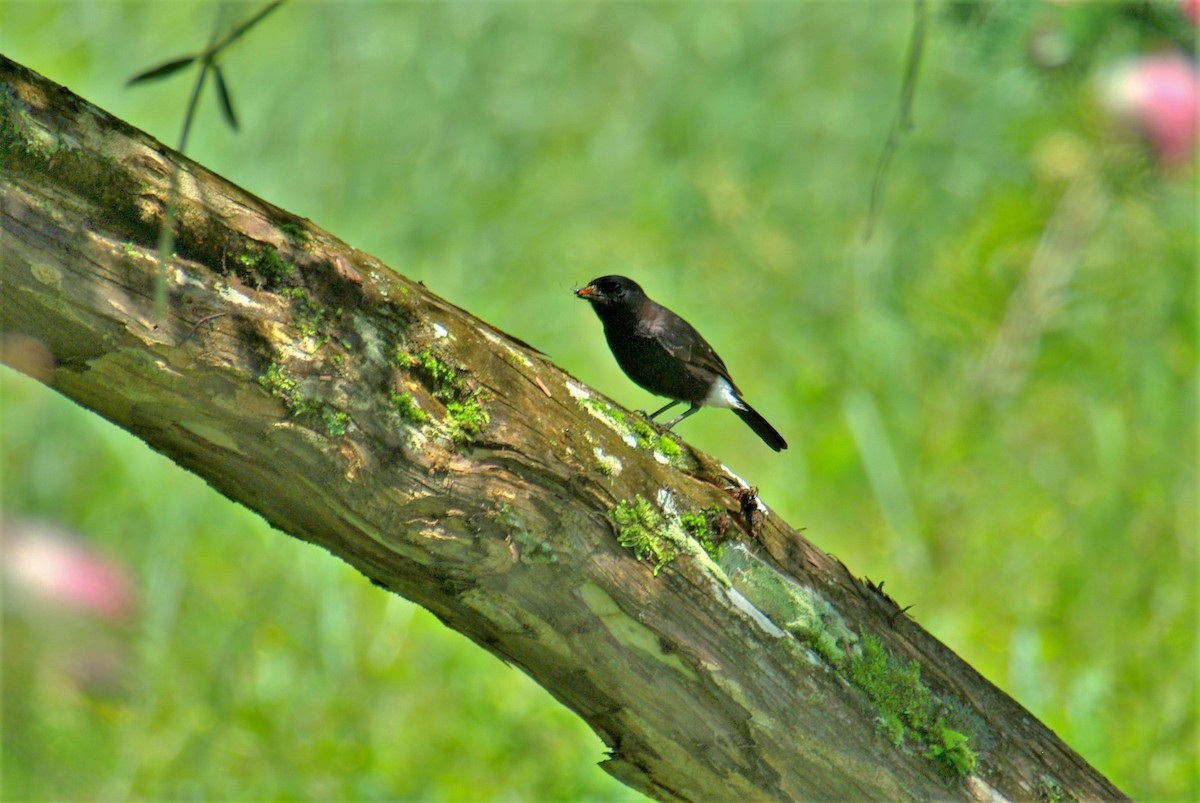 Pied Bushchat - ML134232731