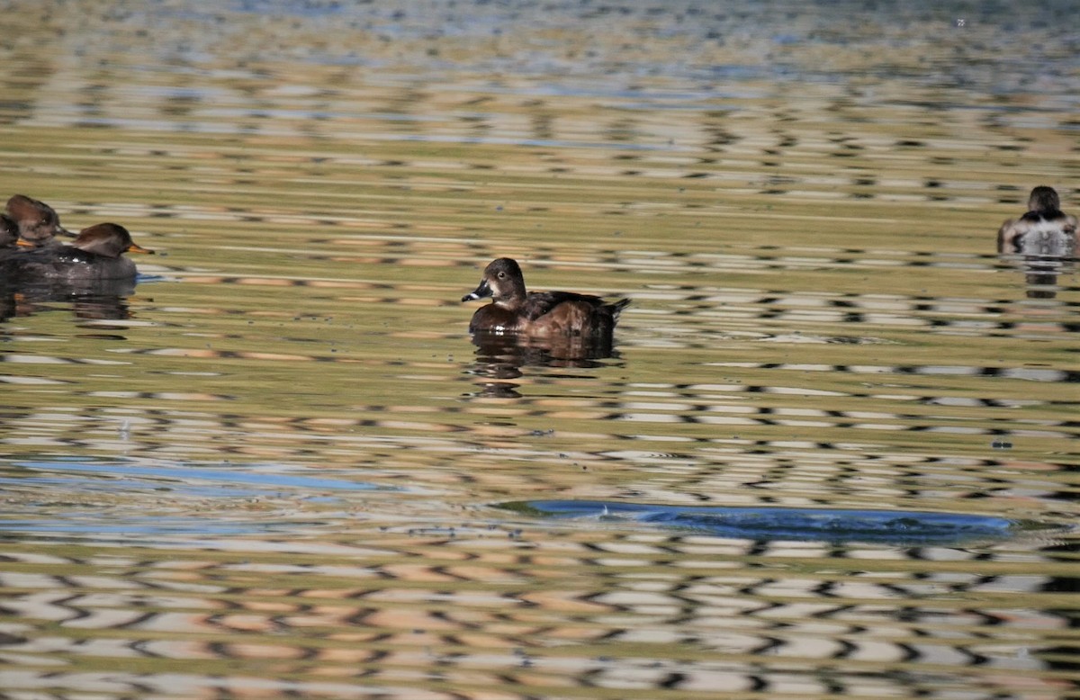 Ring-necked Duck - ML134235001