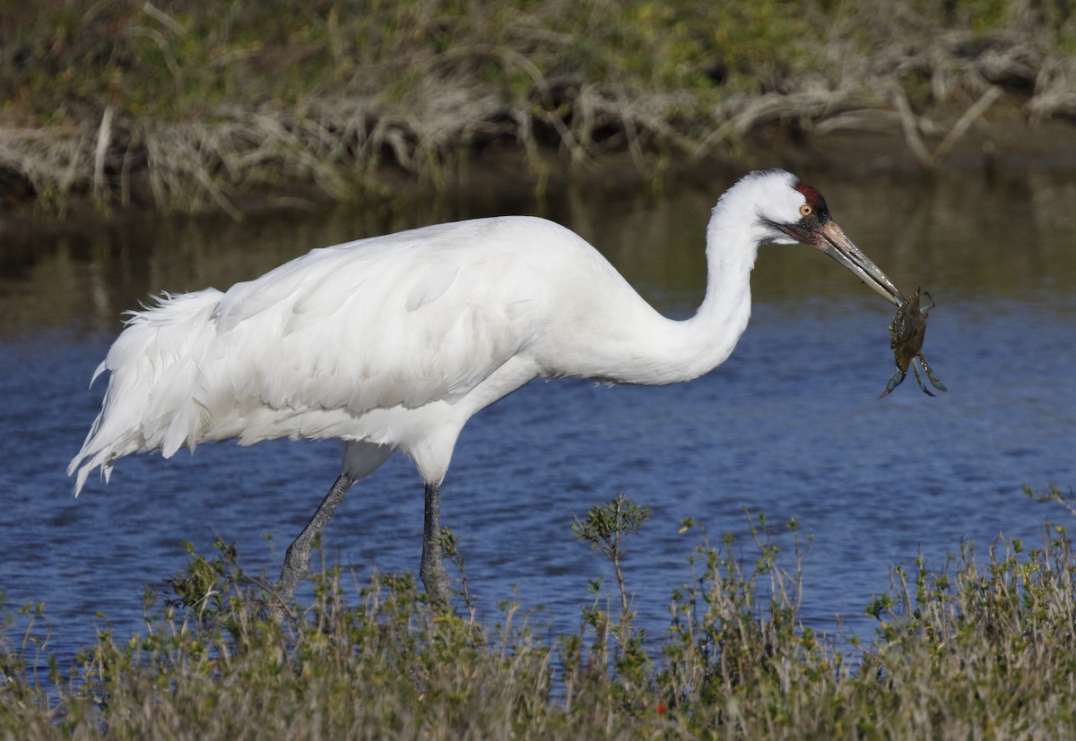 Whooping Crane - ML134235031