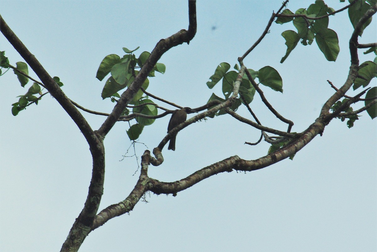 Meyer's Friarbird - Jonathan Pap