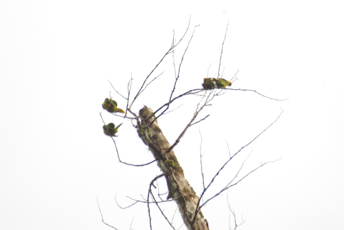 Red-flanked Lorikeet - ML134236141