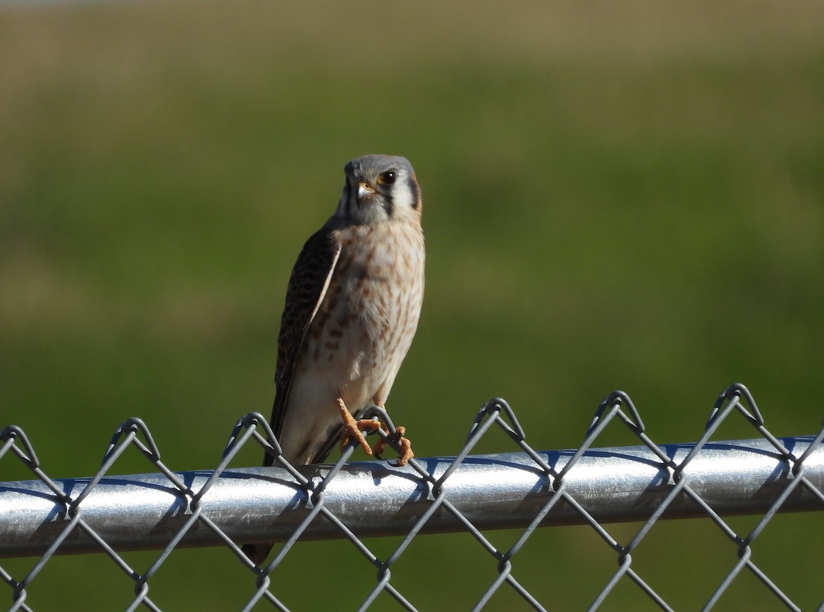 American Kestrel - Chris Davis