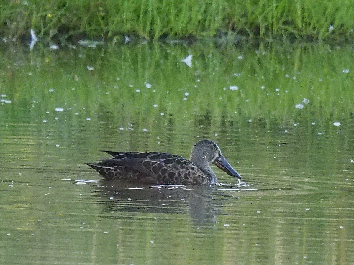 Canard bridé - ML134236931