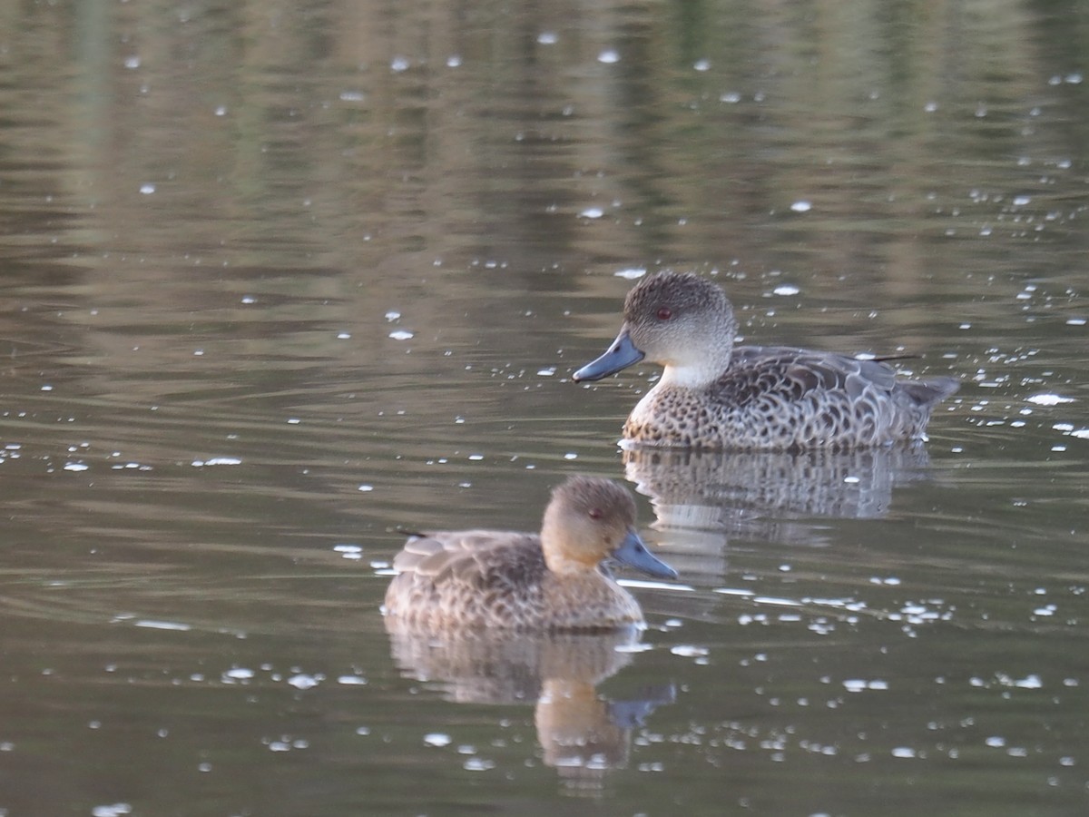 Gray Teal - Sue North