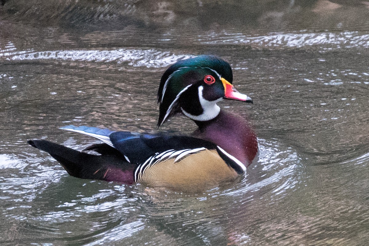 Wood Duck - ML134237681