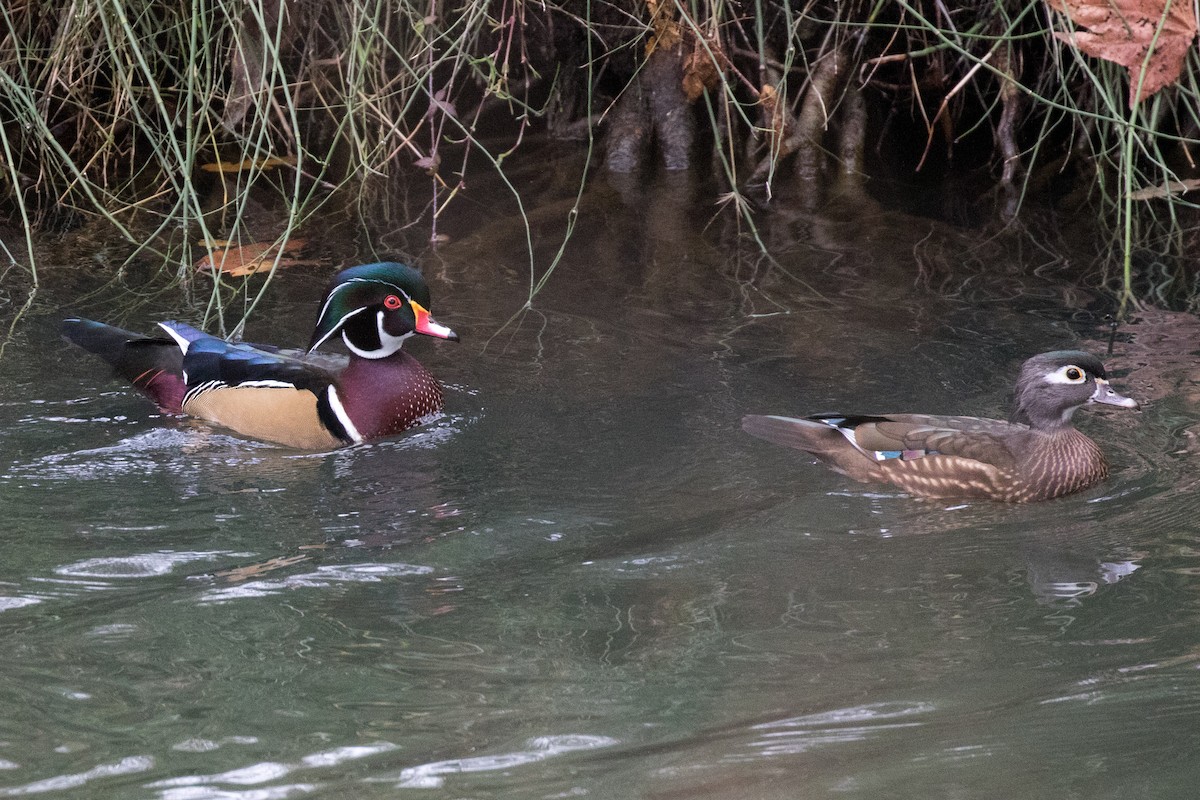 Wood Duck - ML134237691