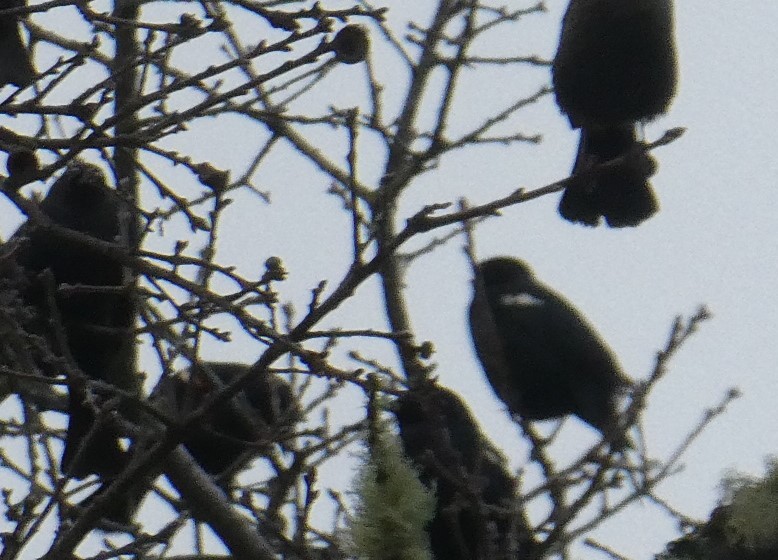 Tricolored Blackbird - ML134237841